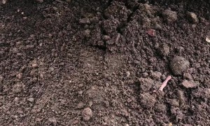 Mole Emerges From Dirt