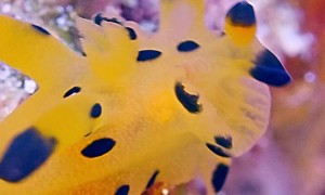 Spotted Yellow Sea Slug Looks Like a Cartoon Character