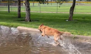 Golden Retriever Plays In Puddle