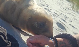 Curious Sea Lion Pups Sniff Beachgoer