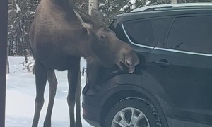 Moose Car Wash
