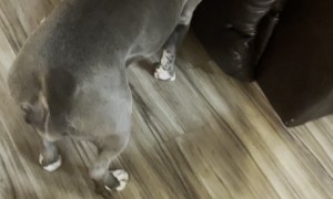 Pitbull Helps Puppy Take Off Sweater