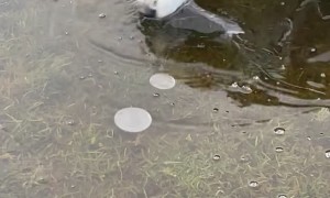 Border Collie Bites At Frozen Pond