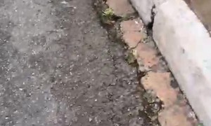 Brazilian Possum Gets Aggressive