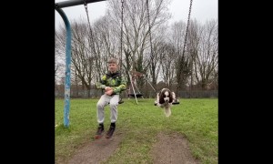 Dog Swings Next To Owner
