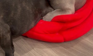 French Bulldog Rests On Brother's Rump