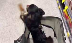 Dog Greets Shoppers In Grocery Aisle