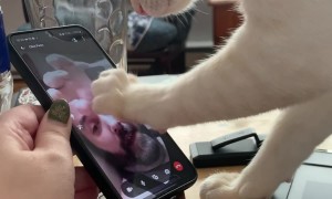 Cat Paws At Owner Stuck In Phone