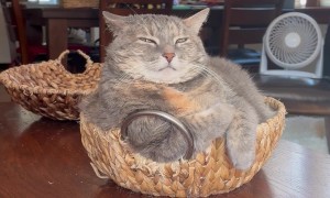 Queen Shinobi Meditates In Basket
