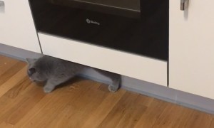 Cat Uses Stove As Personal Lounge