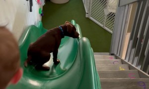Boy Plays On Slide With Puppy Best Friend