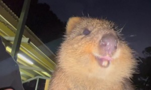 Man Eats Dinner With A Quokka