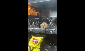 Rat Found Inside Vending Machine