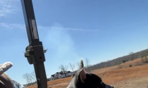 Blue Heeler Puppy Rides In Tractor Box