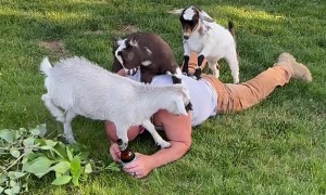 Goat Nibbles On Owner's Neck
