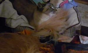 Happy Dog's Tail Annoys Cat