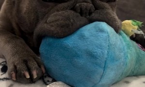 French Bulldog Nooks On Stuffed Toy