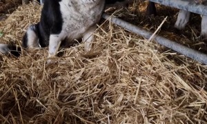 Happy Dog Getting Cow Kisses