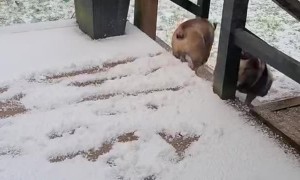 Bulldogs Can't Brake In Snow