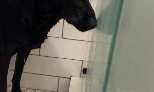 Pup Gives Side Eye During Bath Time