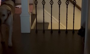 Pitbull Is Scared Of Bullying Cat