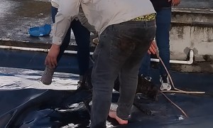 Dog Bites Dropped Hose To Safety