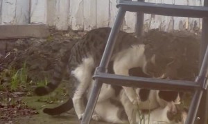 Cats Caught In Compromising Position