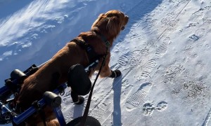 Paralyzed Dog Runs In Wheelchair For First Time
