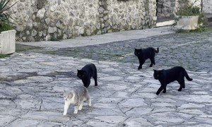Local Cat Gang Prowls the Streets