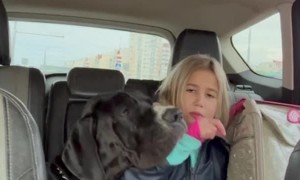 Gentle Giant Begs For Car Crackers