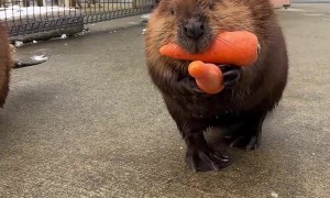 Beavers Bringing Their Vegetables Home