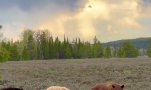 Colorful Array Of Brown Bears In Grand Teton