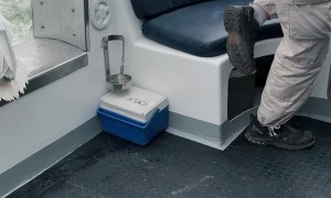 When a Seal and a Pelican Invaded Our Boat