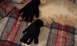 Black Gloves, Orange Cat