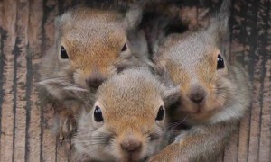 Baby Squirrels Crowd In Hollow