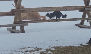 Dog Wants to Play With Unbothered Highland Cow