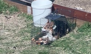 We Caught a Wild Corgi!