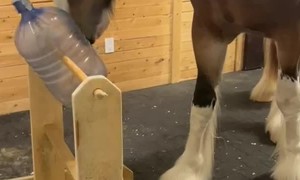 Horse Treat Dispenser