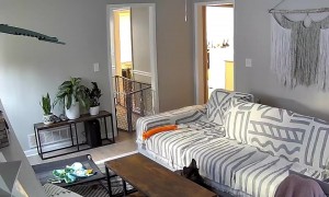 Puppy Rolls Off Couch