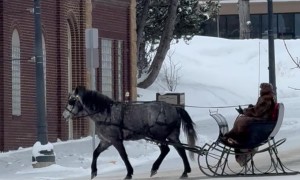 Santa Spotted Riding a Horse-Drawn Sleigh in Small Montana Town