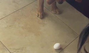 Golden Is Not Gentle With Egg