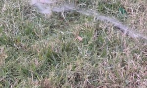 Tuxedo Kitten Hunts Wild Water