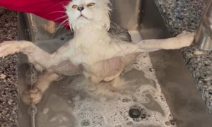 Maine Coon Cat Does Not Like Bath Time