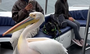 Cheeky Pelican Enjoys Boat Ride