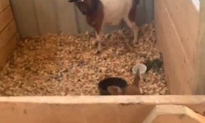 Putting a Baby Deer in the Goat Pen Doesn't Go As Planned