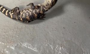 Baby Gator Death Rolling