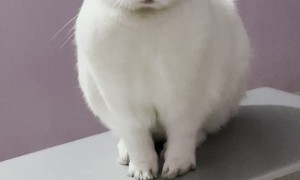 Rabbit Sits On Laptop