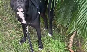 My Dog Has Many… Quirks…