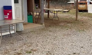 Morning Greeting From Loud Farm Animals