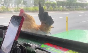 Chicken Finds New Way To Cross Road